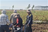 از دل خاک تا بازار؛ آغاز برداشت سیب‌زمینی در اردبیل
