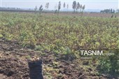 از دل خاک تا بازار؛ آغاز برداشت سیب‌زمینی در اردبیل