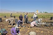 از دل خاک تا بازار؛ آغاز برداشت سیب‌زمینی در اردبیل