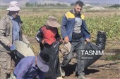 از دل خاک تا بازار؛ آغاز برداشت سیب‌زمینی در اردبیل