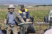 از دل خاک تا بازار؛ آغاز برداشت سیب‌زمینی در اردبیل