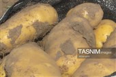 از دل خاک تا بازار؛ آغاز برداشت سیب‌زمینی در اردبیل