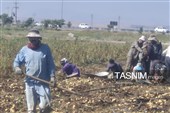 از دل خاک تا بازار؛ آغاز برداشت سیب‌زمینی در اردبیل