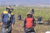 از دل خاک تا بازار؛ آغاز برداشت سیب‌زمینی در اردبیل