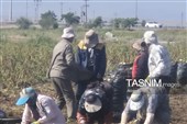 از دل خاک تا بازار؛ آغاز برداشت سیب‌زمینی در اردبیل