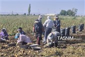 از دل خاک تا بازار؛ آغاز برداشت سیب‌زمینی در اردبیل