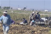 از دل خاک تا بازار؛ آغاز برداشت سیب‌زمینی در اردبیل