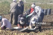 از دل خاک تا بازار؛ آغاز برداشت سیب‌زمینی در اردبیل