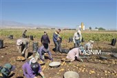 از دل خاک تا بازار؛ آغاز برداشت سیب‌زمینی در اردبیل
