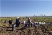 از دل خاک تا بازار؛ آغاز برداشت سیب‌زمینی در اردبیل
