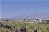 از دل خاک تا بازار؛ آغاز برداشت سیب‌زمینی در اردبیل