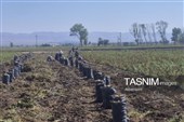 از دل خاک تا بازار؛ آغاز برداشت سیب‌زمینی در اردبیل