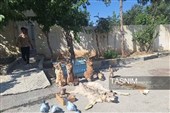 دستگیری باند شکارچیان غیرمجاز و محموله تاکسیدرمی در چهارمحال و بختیاری