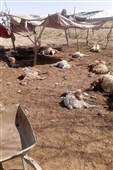حمله گرگ‌ها به دامداری در هرات؛ 35 رأس گوسفند تلف شدند