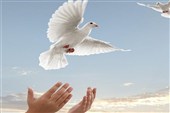 به احترام امام رضا(ع)؛ خانواده مقتول ورامینی از قصاص گذشتند