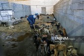 مرکز کنترل جمعیت سگ‌های بلاصاحب در سنندج