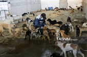 مرکز کنترل جمعیت سگ‌های بلاصاحب در سنندج