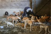 مرکز کنترل جمعیت سگ‌های بلاصاحب در سنندج
