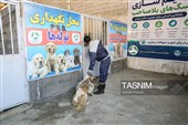 مرکز کنترل جمعیت سگ‌های بلاصاحب در سنندج