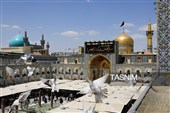 کتیبه آرایی اماکن متبرکه رضوی در دهه پایانی ماه صفر
