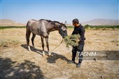 حرکت کاروان اسب‌سواران خراسان‌شمالی به سوی حرم رضوی