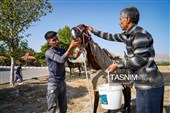 حرکت کاروان اسب‌سواران خراسان‌شمالی به سوی حرم رضوی
