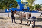 حرکت کاروان اسب‌سواران خراسان‌شمالی به سوی حرم رضوی
