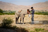 حرکت کاروان اسب‌سواران خراسان‌شمالی به سوی حرم رضوی