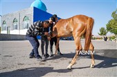 حرکت کاروان اسب‌سواران خراسان‌شمالی به سوی حرم رضوی
