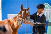 حرکت کاروان اسب‌سواران خراسان‌شمالی به سوی حرم رضوی
