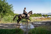 حرکت کاروان اسب‌سواران خراسان‌شمالی به سوی حرم رضوی