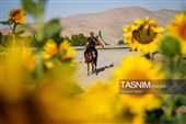 حرکت کاروان اسب‌سواران خراسان‌شمالی به سوی حرم رضوی