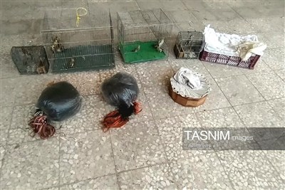 دستگیری شکارچیان غیرمجاز سهره طلایی در شهرستان ابهر