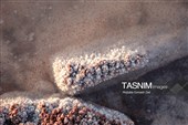 مسافران تابستانی دریاچه ارومیه