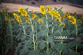 חוות חמניות בעיר ח׳ורמאבאד - לורסתאן
