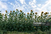 חוות חמניות בעיר ח׳ורמאבאד - לורסתאן