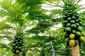 پاپایاهای ایرانی از دل شمال به بازار رسیدند؛ روایت یک کارآفرینی متفاوت