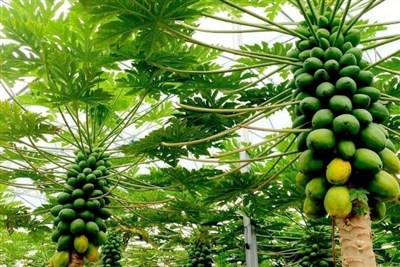 پاپایاهای ایرانی از دل شمال به بازار رسیدند؛ روایت یک کارآفرینی متفاوت