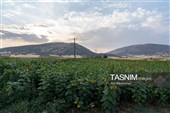 مزارع دوار الشمس فی مدینة خرم آباد - لرستان