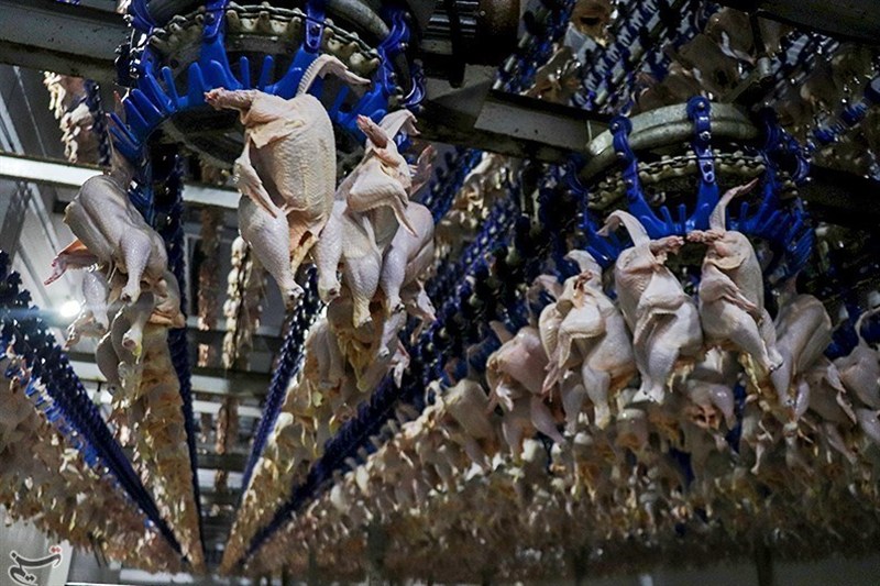 Iran Exporting Chicken Meat: Minister