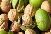 پیش‌بینی برداشت 2300 تن گردو از باغات مروست‌