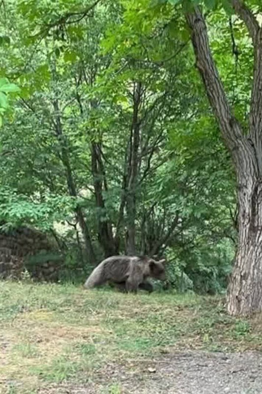 اخبار کرج , اخبار استان البرز , جاده چالوس , زندگی روستایی ,