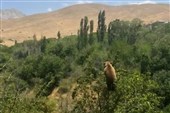 خرس‌ها مهمانان ناخوانده باغ‌های دهستان نسا