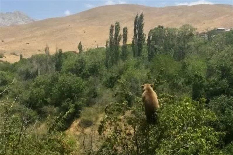 خرس‌ها مهمانان ناخوانده باغ‌های دهستان نسا