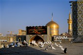 تعویض پرچم و نصب کتیبه‌های شهادت امام حسن عسکری(ع) در حرم مطهر رضوی