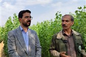 رتبه سوم همدان در کاشت یک میلیارد درخت؛اجرای19 پروژه آبخیزداری در بهار