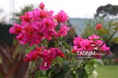 باغ گل تابستانه اراک