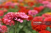 باغ گل تابستانه اراک