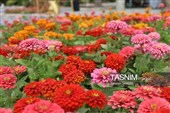 باغ گل تابستانه اراک