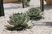 باغ گل تابستانه اراک